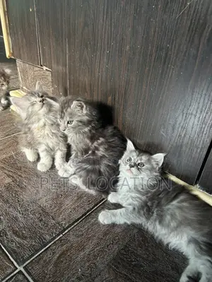 1-3 months Female Purebred Maine Coon
