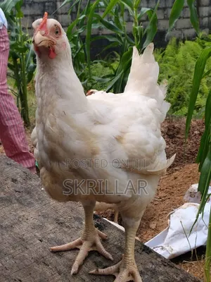 Poultry Chicken for Sale