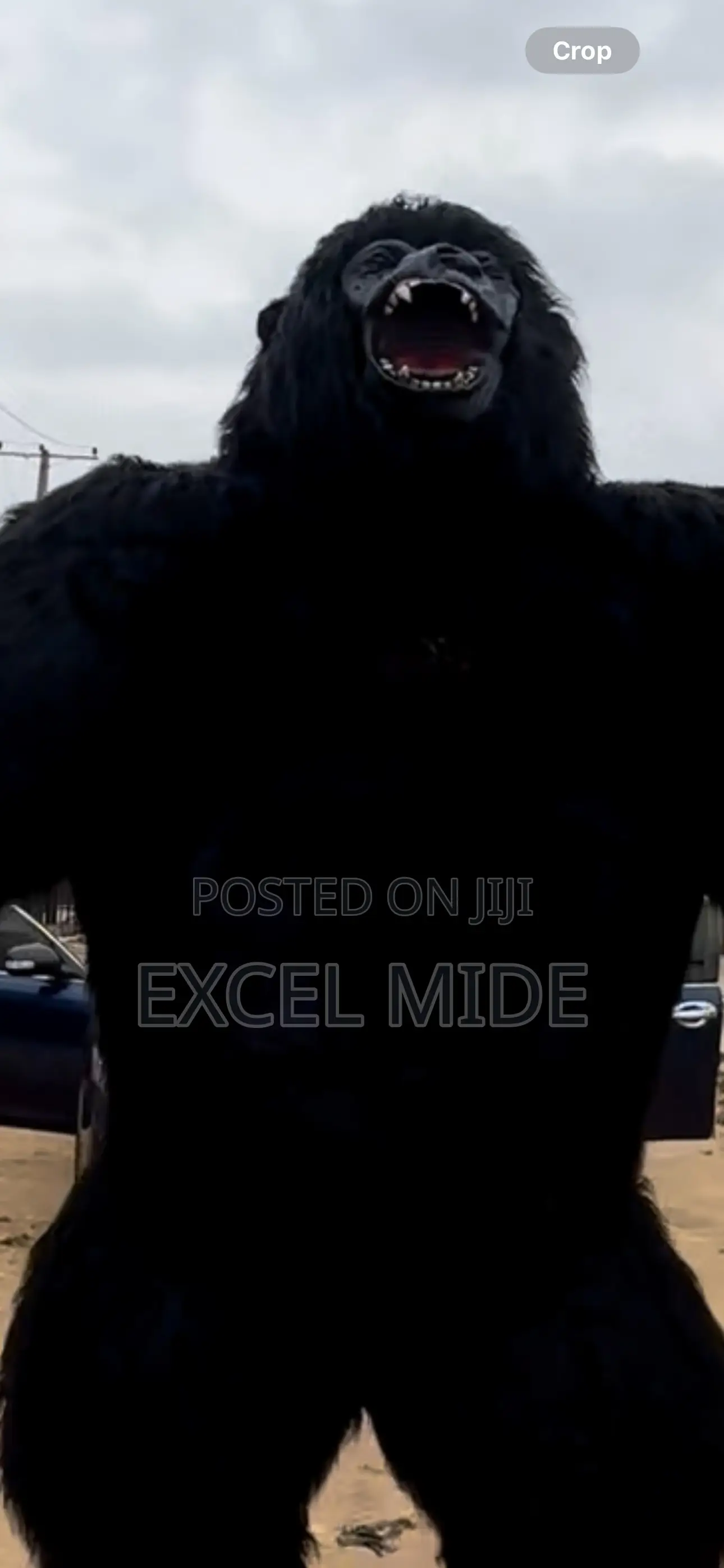 Gorilla Macost for Rental
