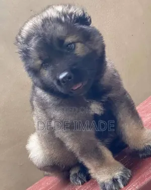 1-3 months Female Purebred Caucasian Shepherd