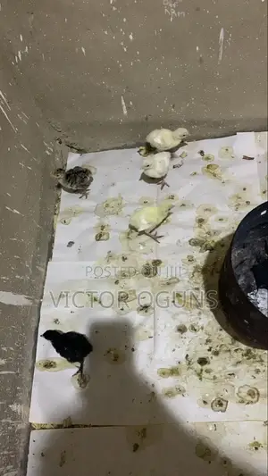 Sales of Day Old Guineafowls and Ducklings