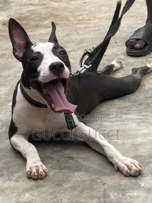6-12 months Female Purebred American Pit Bull Terrier