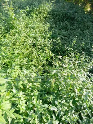 2,230sqm(4 Plots) Residential Land at Akobo-Ojurin