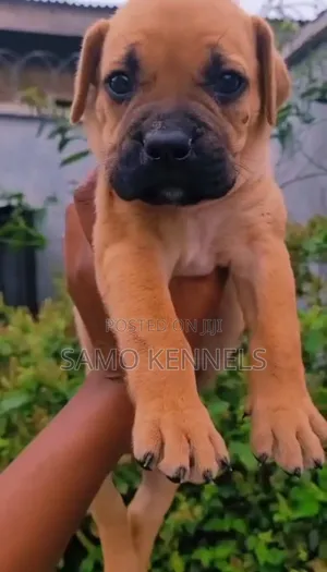1-3 months Male Purebred Boerboel