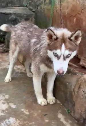 6-12 months Male Purebred Siberian Husky