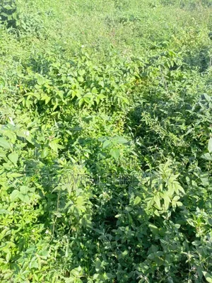 458sqm Residential Land at Tiger Mini Estate, Ojoo