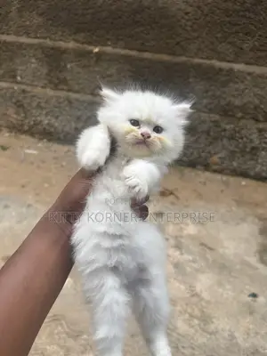 1-3 months Female Purebred Persian