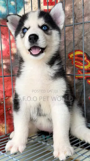 1-3 months Female Purebred Siberian Husky