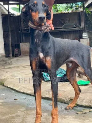 1+ year Male Purebred Doberman Pinscher
