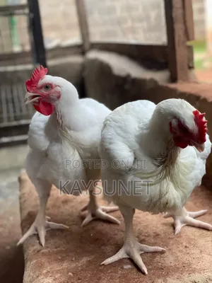 Poultry Birds for Sell
