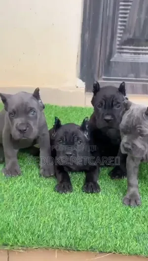 1-3 months Female Purebred Cane Corso