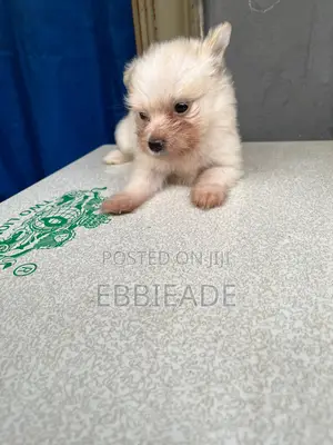 1-3 months Female Purebred Lhasa Apso