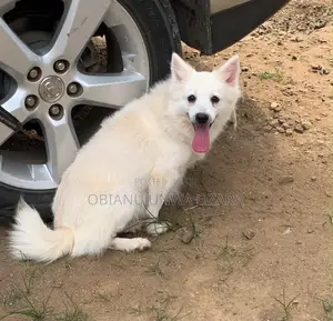 1+ year Female Purebred American Eskimo