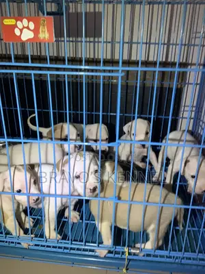 1-3 months Female Purebred American Pit Bull Terrier