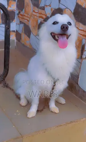 1+ year Male Purebred American Eskimo