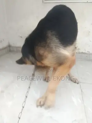 1+ year Female Purebred German Shepherd