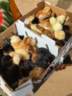 Broilers and Cockreals