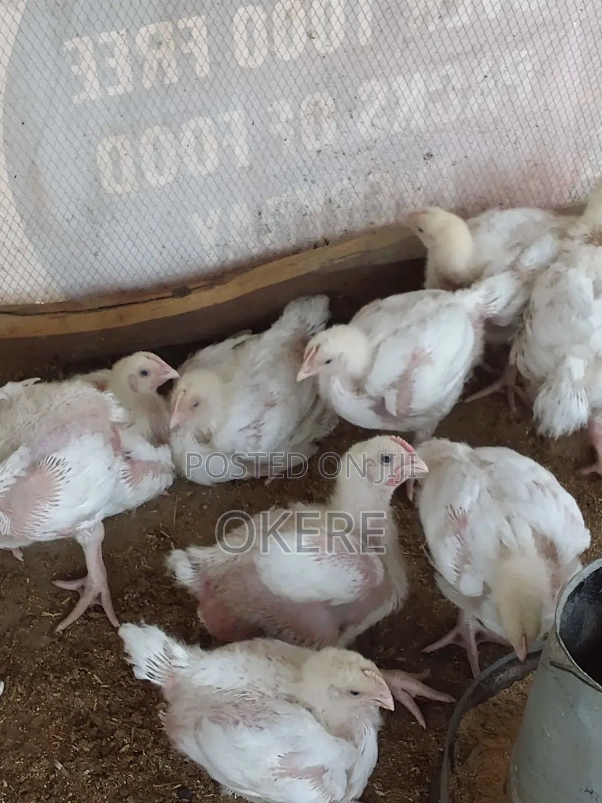 Broilers and Cockreals