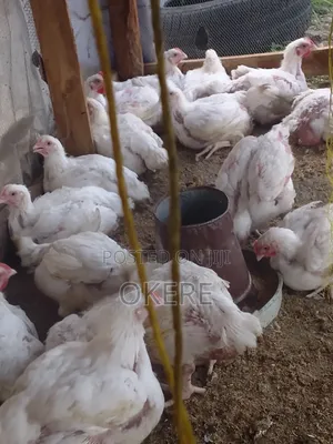 Broilers and Cockreals