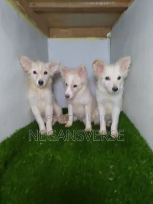 3-6 months Male Purebred American Eskimo