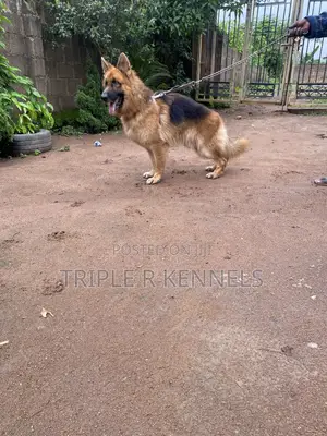 1+ year Male Purebred German Shepherd