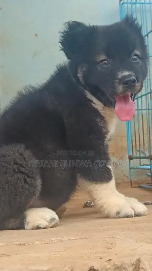 1-3 months Female Purebred Caucasian Shepherd