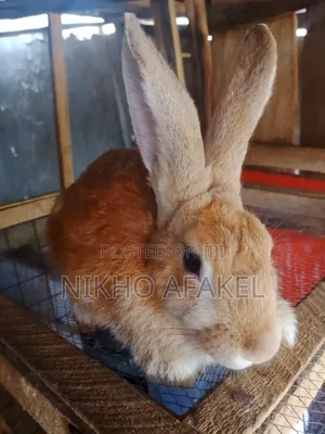 Rabbit Growers