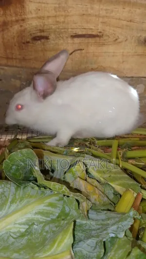 Rabbit Growers