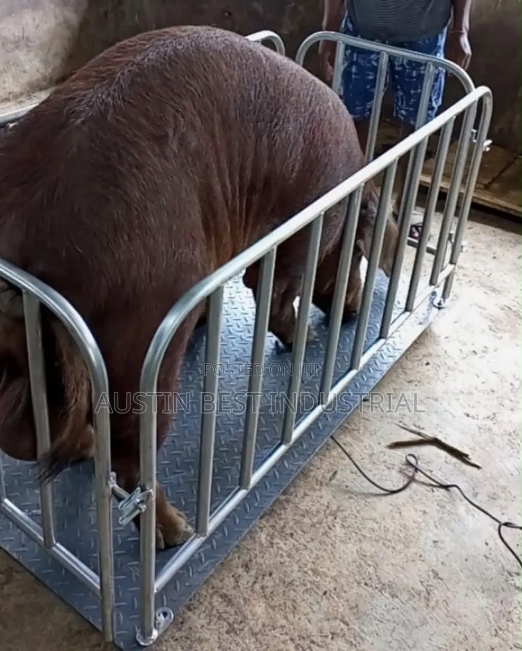 Digital Livestock and alAnimal Weighing Scale