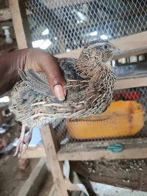 Point of Lay Quails Available