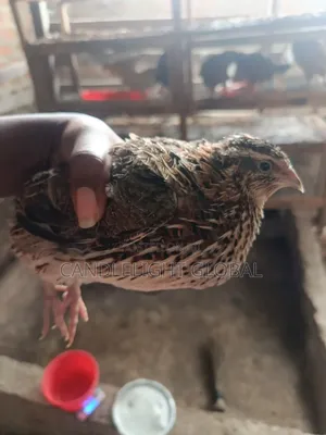 Point of Lay Quails Available