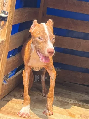 1-3 months Male Purebred American Pit Bull Terrier