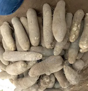 White Benue Yam