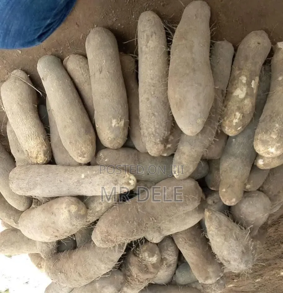 White Benue Yam