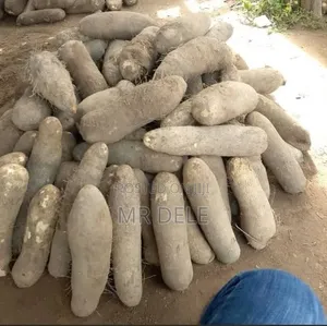 White Benue Yam