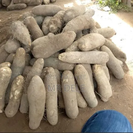 White Benue Yam