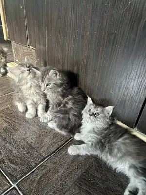1-3 months Female Purebred Maine Coon