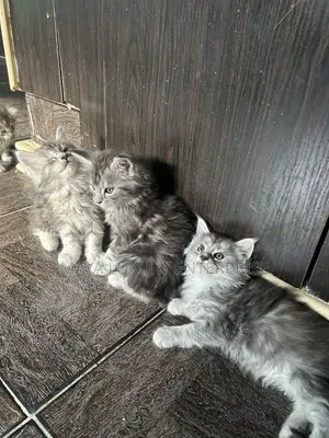1-3 months Female Purebred Maine Coon