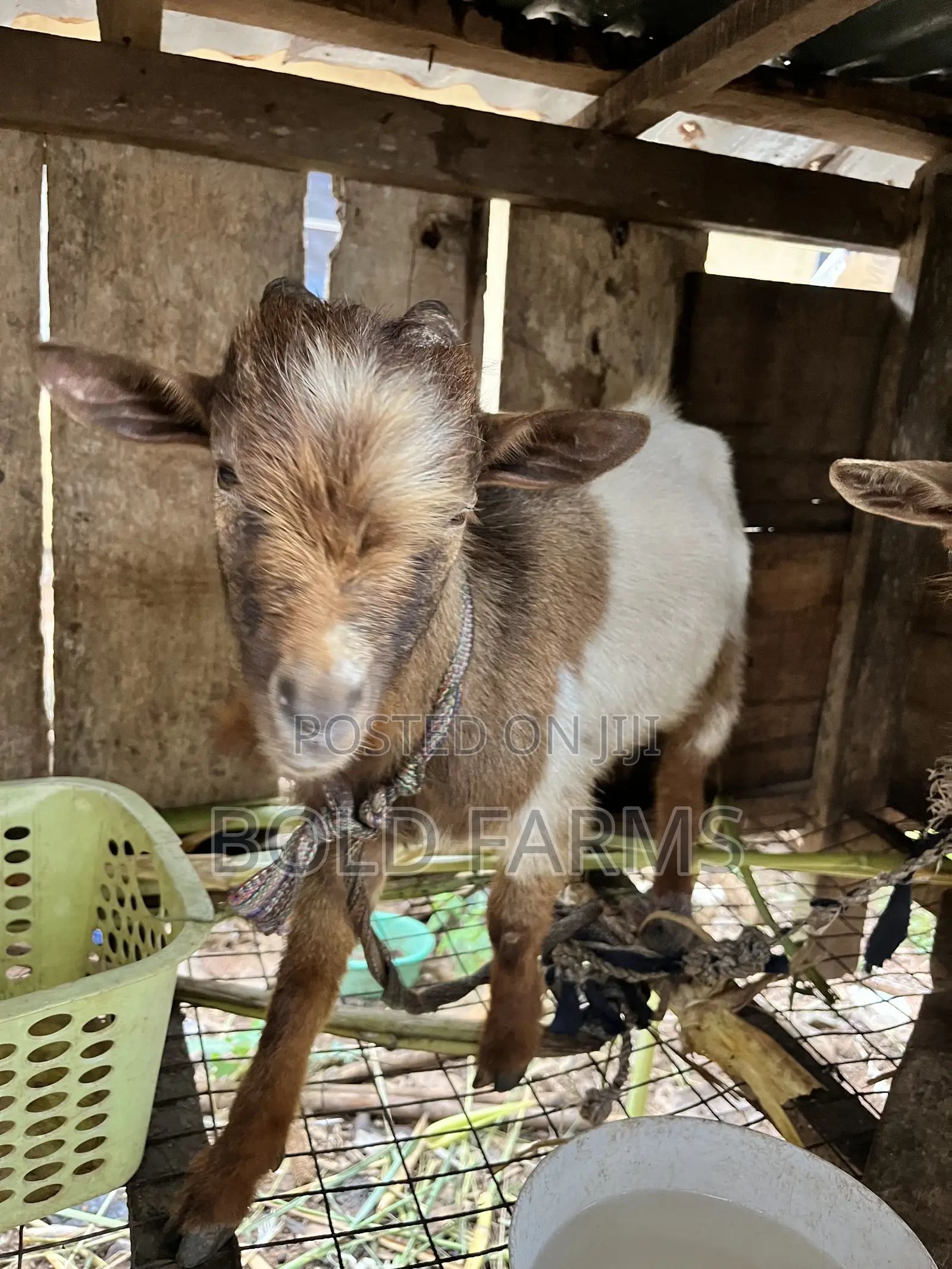 He-Goat (Obuko)