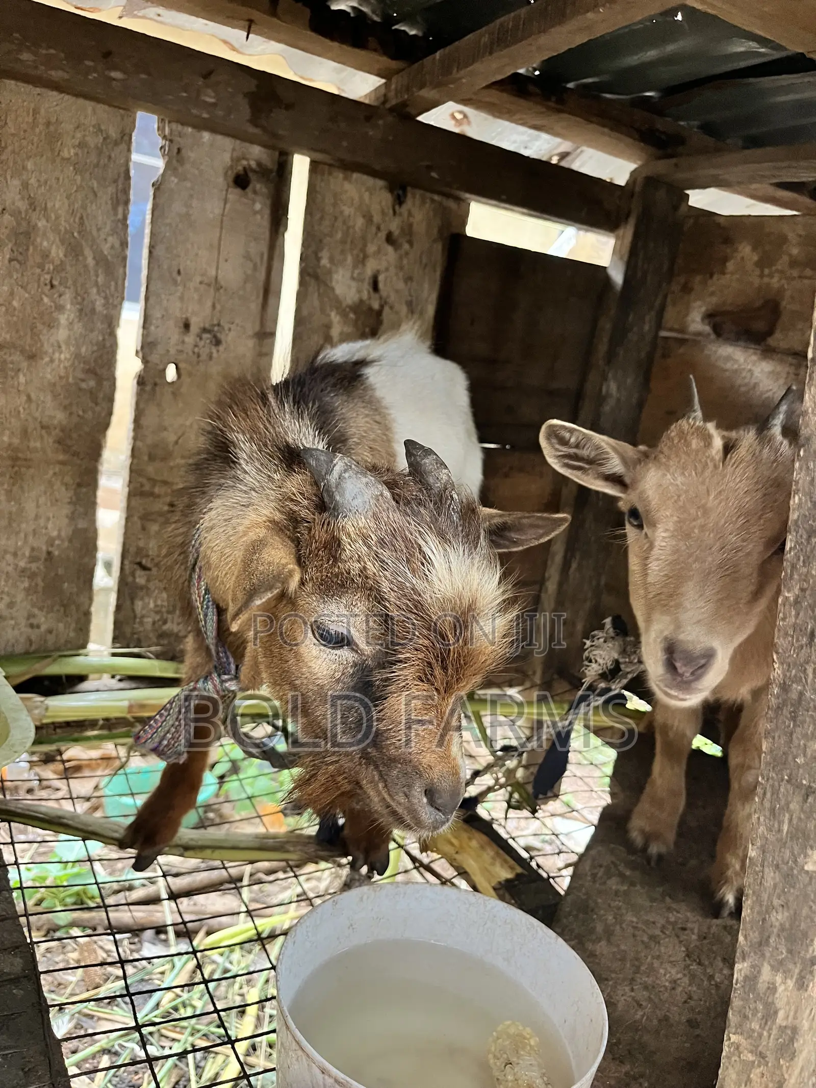 He-Goat (Obuko)