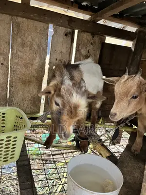 He-Goat (Obuko)