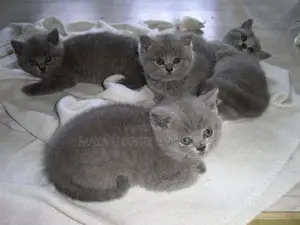 1-3 months Female Purebred British Shorthair