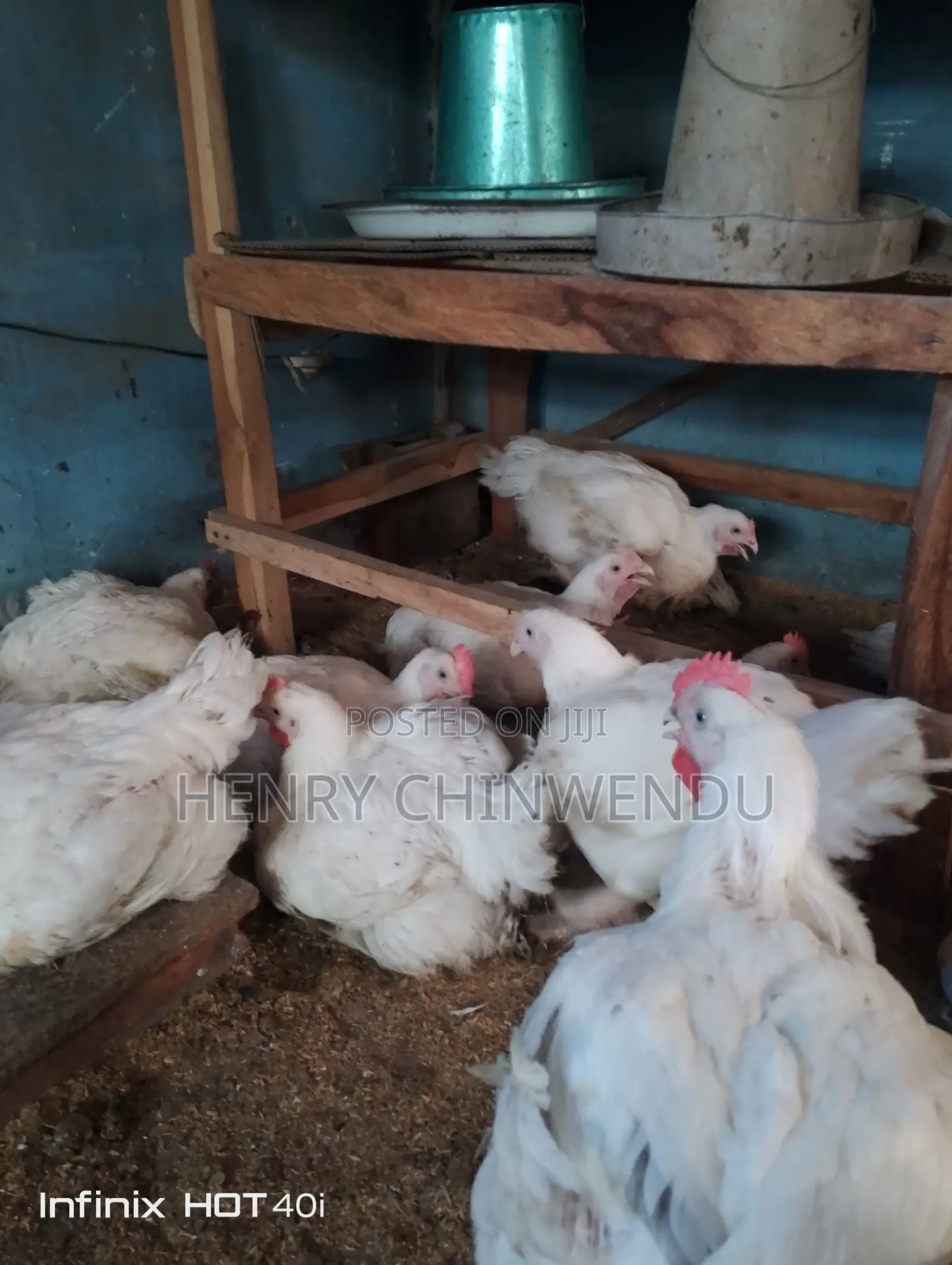 Chicken, Boilers