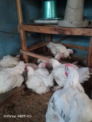 Chicken, Boilers