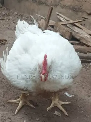 Chicken, Boilers