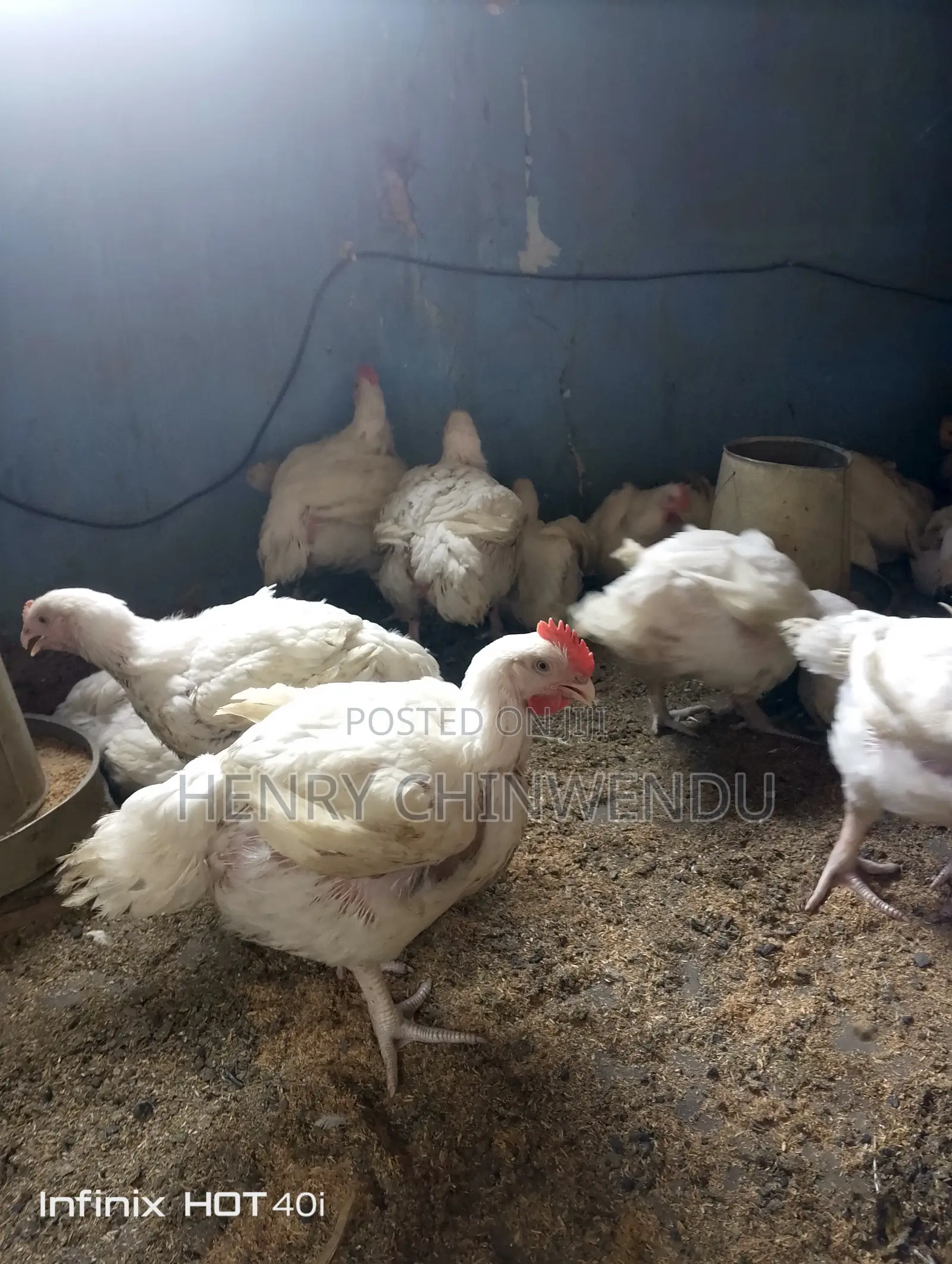 Chicken, Boilers