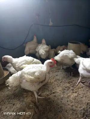 Chicken, Boilers