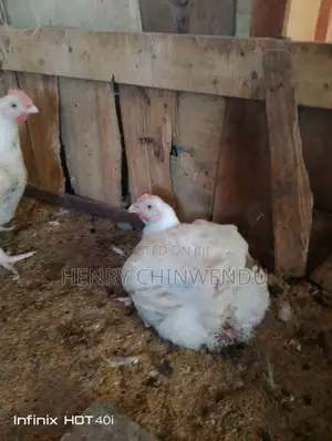 Chicken, Boilers