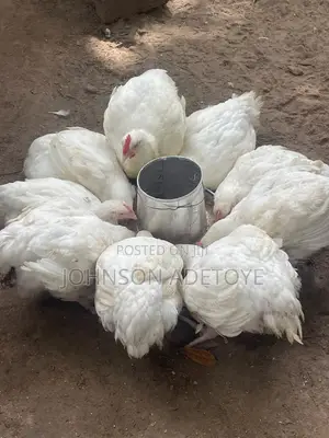 Big Healthy Broilers for Sale – 8 Weeks, Well Raised Affordable