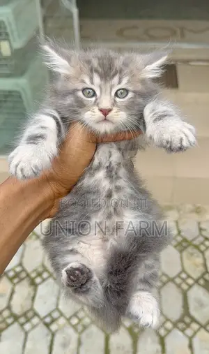 1-3 months Male Purebred Maine Coon